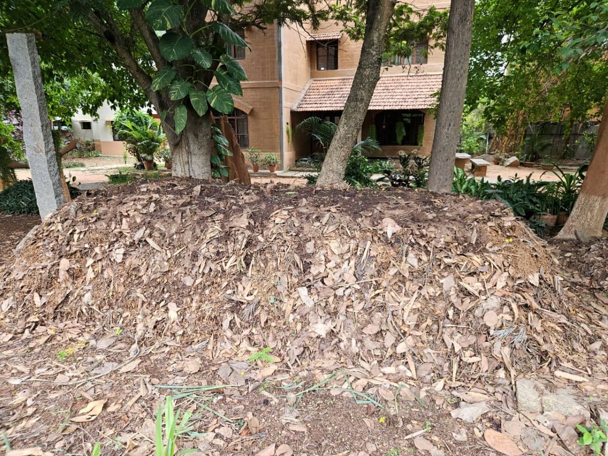 Leaves, Soil, and the Patience We Have Forgotten